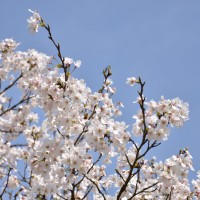桜の命名　発表！！