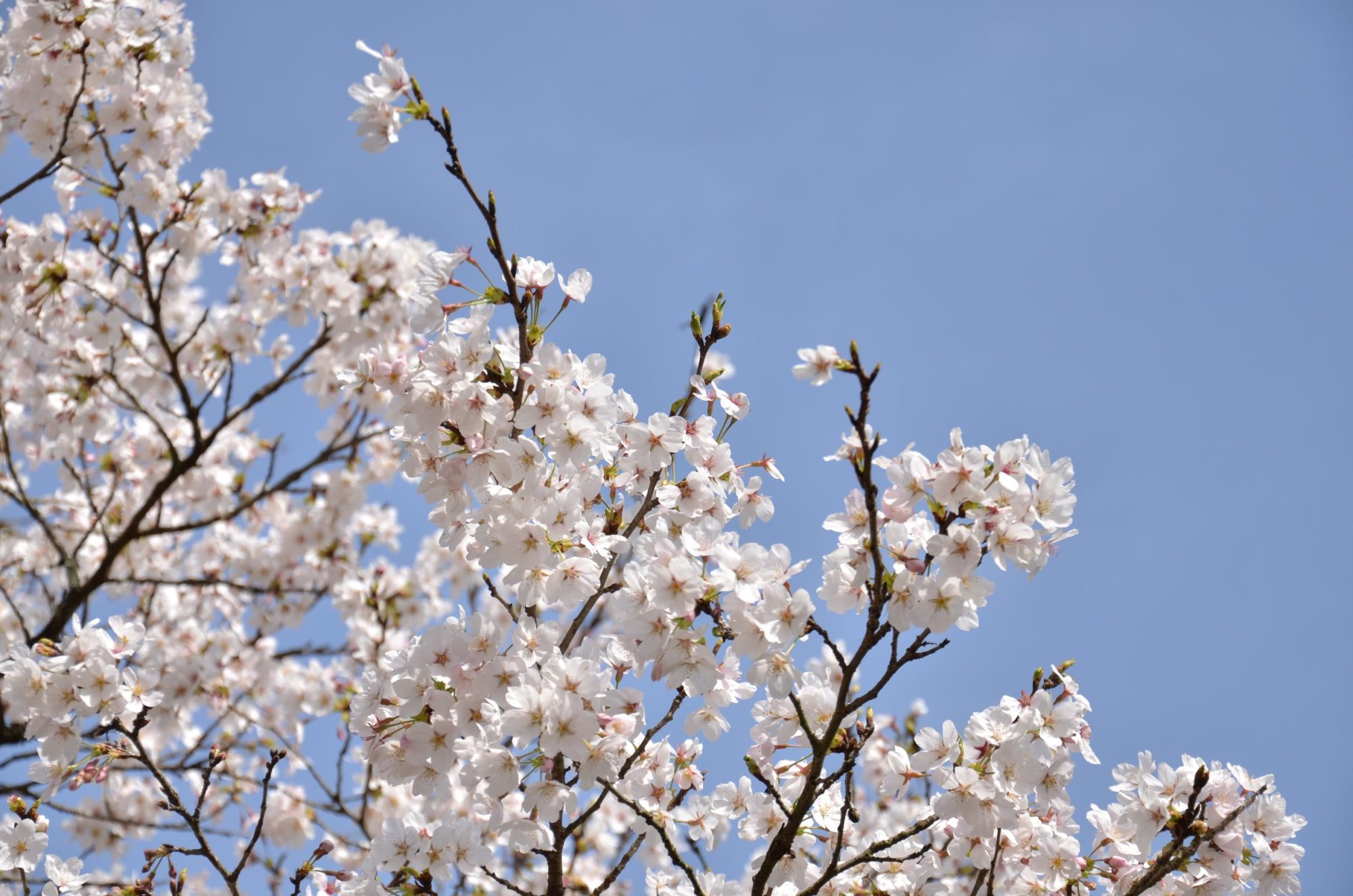 桜の命名　発表！！